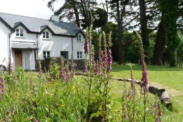 Cae Llwyd