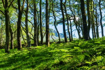 Cader Uchaf