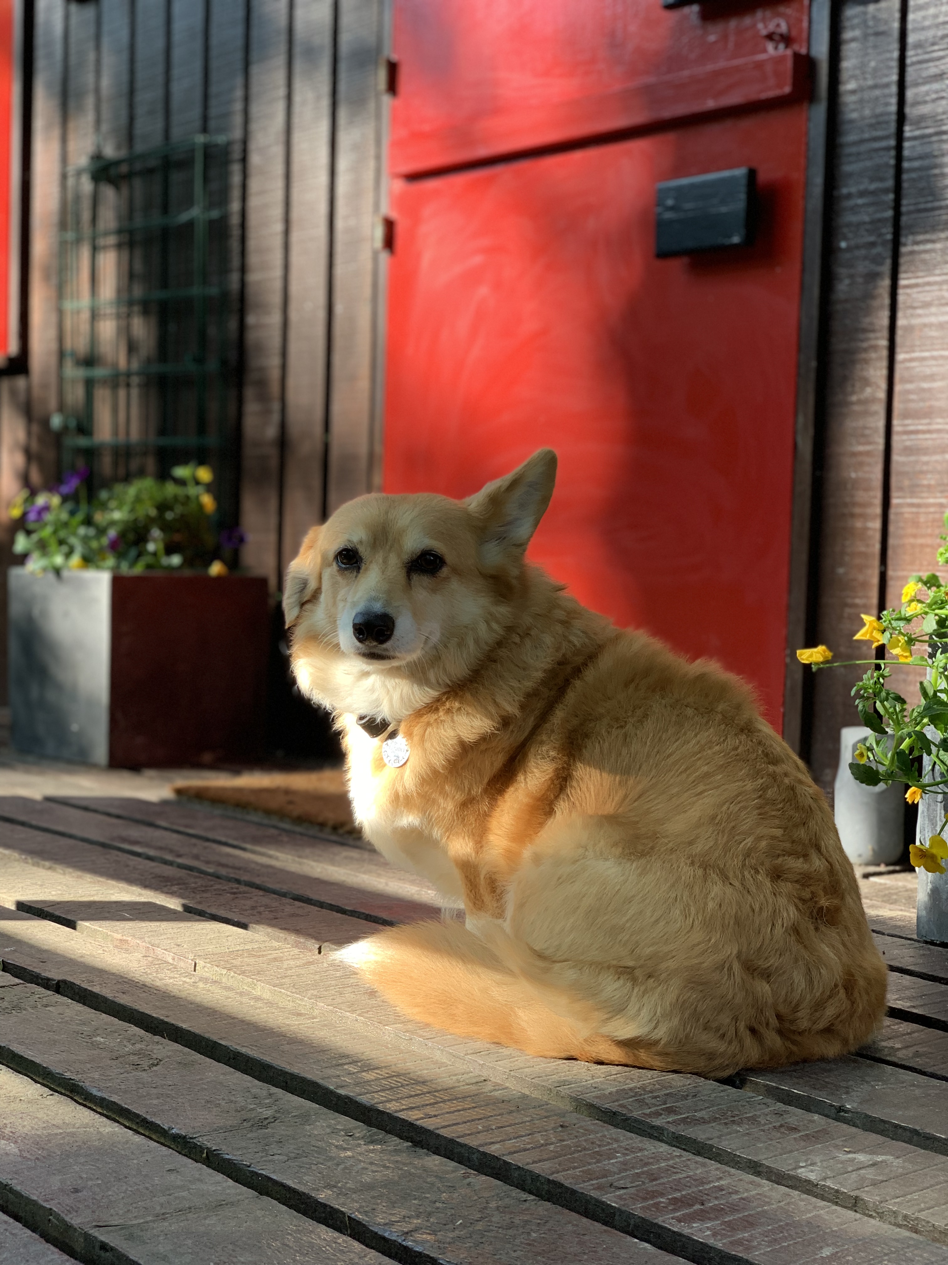 * New - Caban Corgi